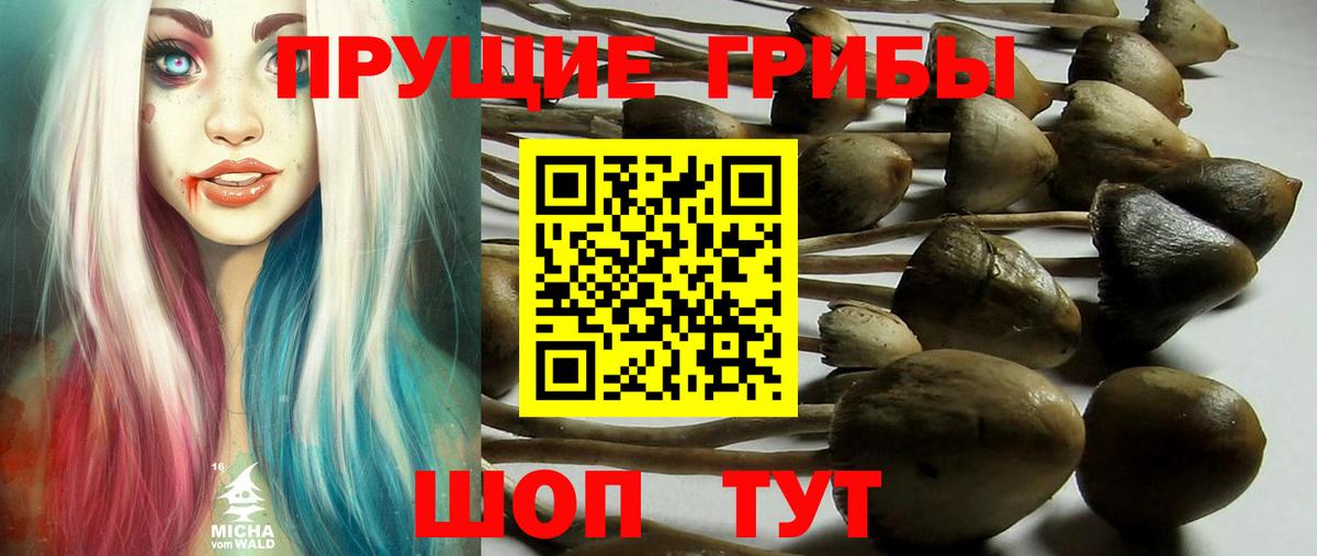 Галлюциногенные грибы Cubensis  купить наркотики цена  Богородск  Вход с VPN 